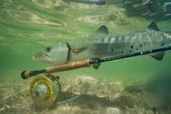 Sage SALT R8 // Saltwater Fly Rod -Fishing Sales SALT R8 13